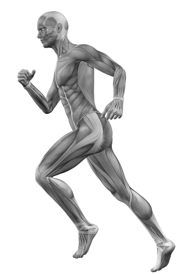 Ciało człowieka anatomicznie z widocznymi mięśniami człowieka